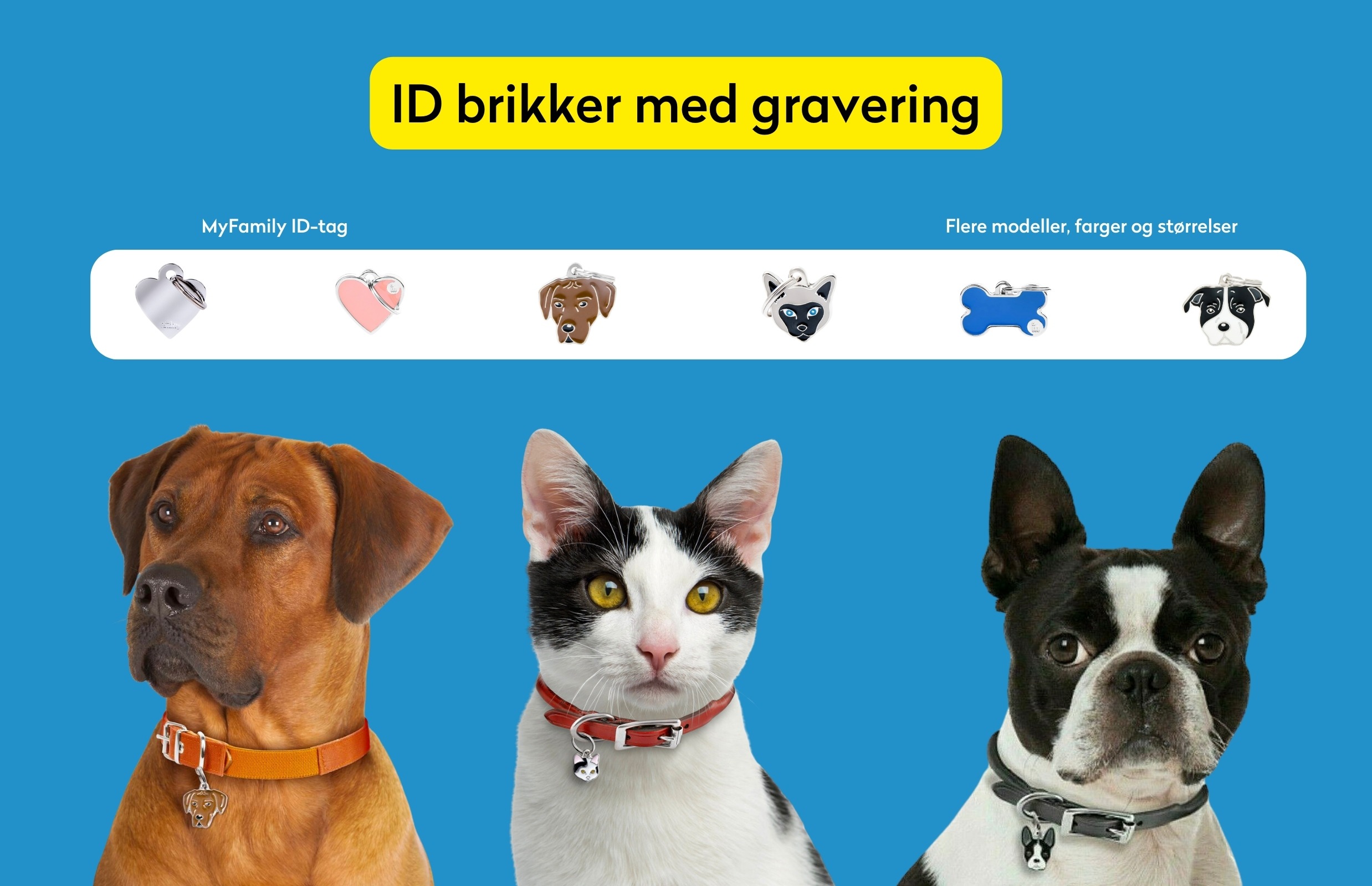 id brikke med gravering til hund, katt og andre kjæledyr