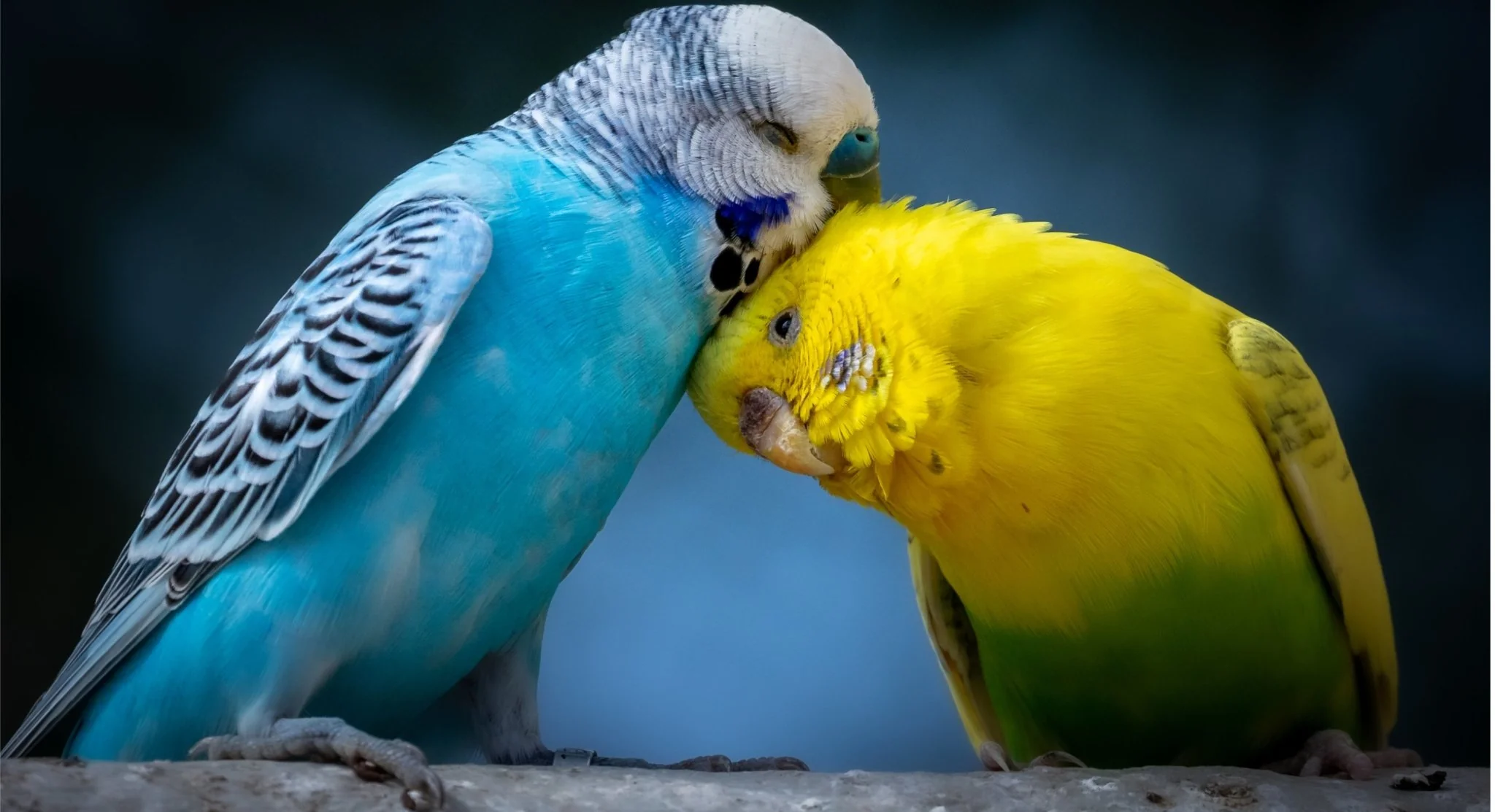 Hvor lenge lever en undulat​?