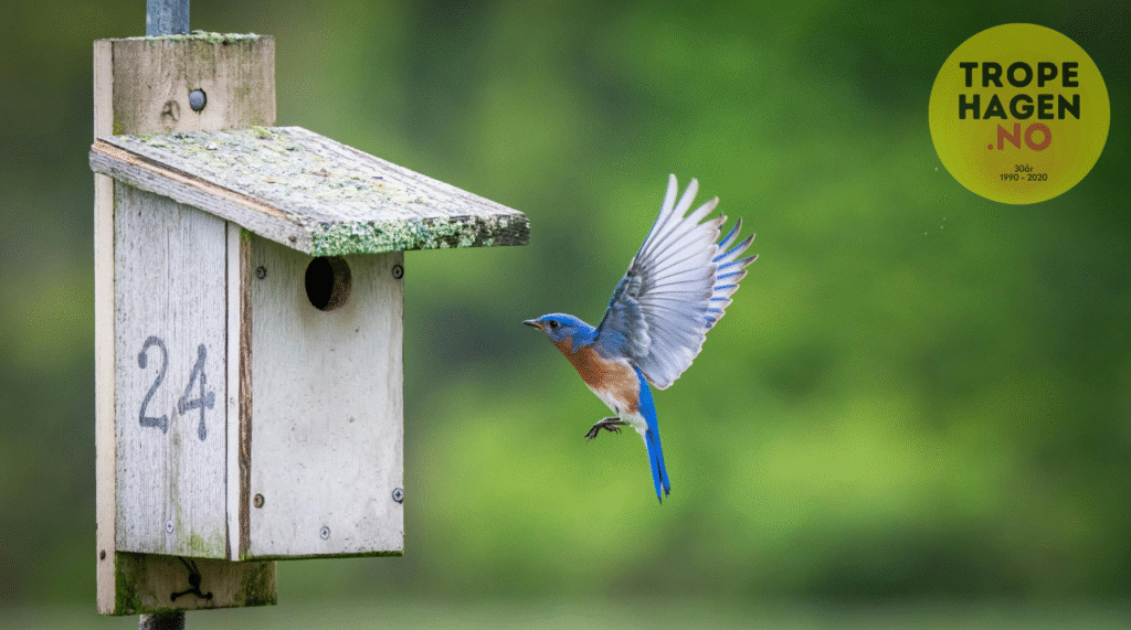 Fuglehus og fuglekasser