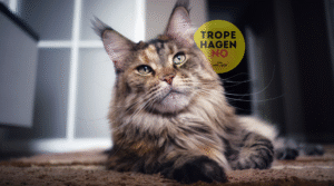 Katterasen Maine Coon