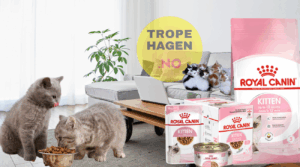 Hvor Mye Mat Skal en Kattunge Ha? Ekspertguide til Fôring av Kattunge