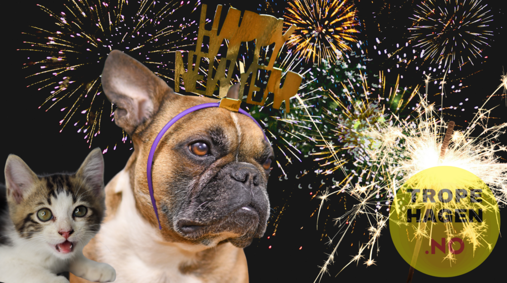 Dyr og nyttårsaften: Slik tar du vare på kjæledyrene dine