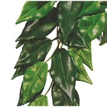 Exo Terra Ficus Hengeplante