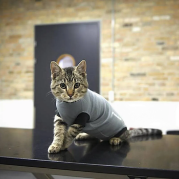 BUSTER Body Suit EasyGo til katt