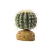 Ballkaktus Ørkenplante Exoterra