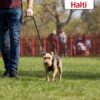 Halti No Pull - Antitrekksele
