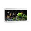 Juwel Rio 290 LED akvarium 101x51x66cm