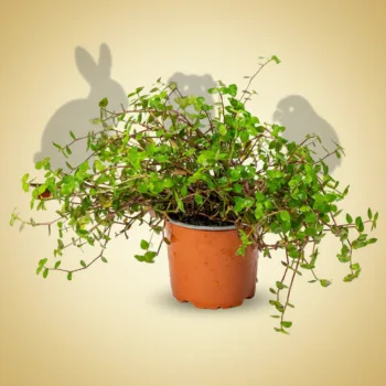 Smådyrgress – 12 cm potte – Callisia repens