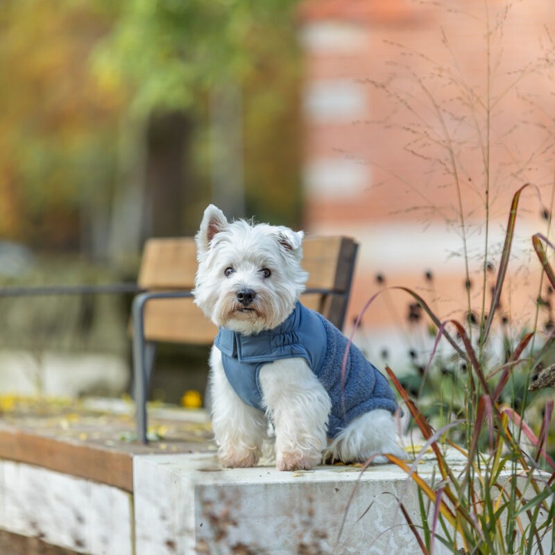 Trixie Ajou vinter hundejakke