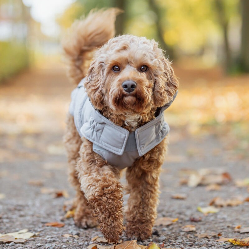 Trixie Ajou vinter hundejakke