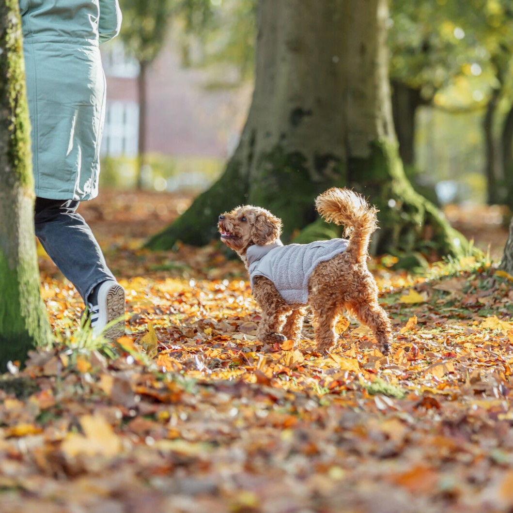 Trixie Ajou vinter hundejakke